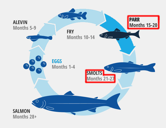 Salmon Life Cycle